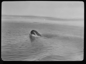 Image of Walrus, head out of water